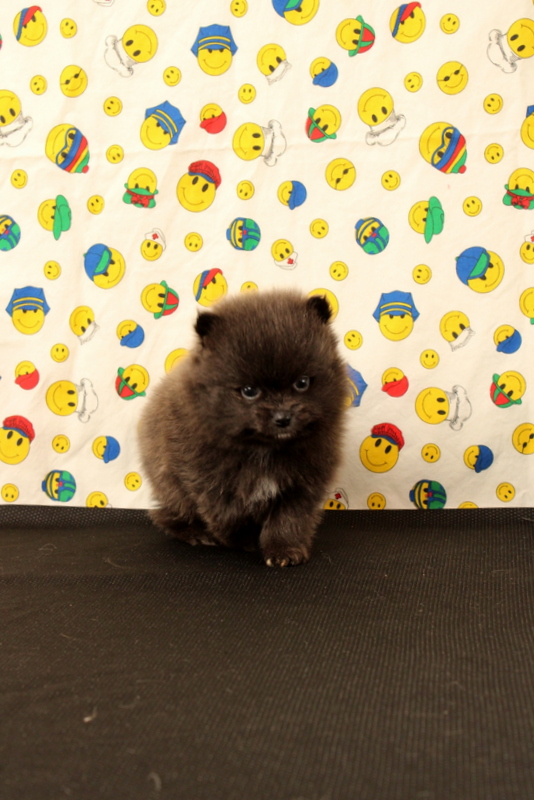 puppy, for, sale, Pomeranian, Matthew B. Stoltzfus, dog, breeder, Gap, PA, dog-breeder, puppy-for-sale, forsale, nearby, find, puppyfind, locator, puppylocator, aca